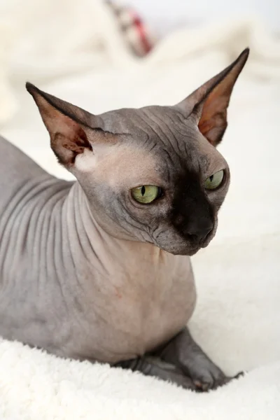 Vackra grå sphinx katt avkopplande på sängen — Stockfoto