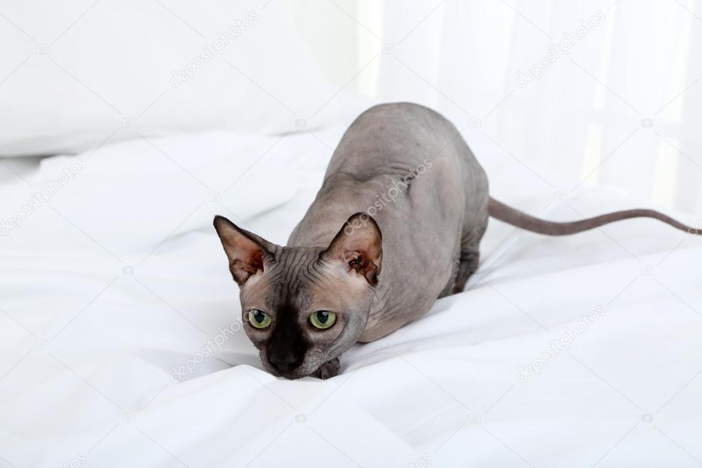 Beautiful gray sphinx cat relaxing on bed