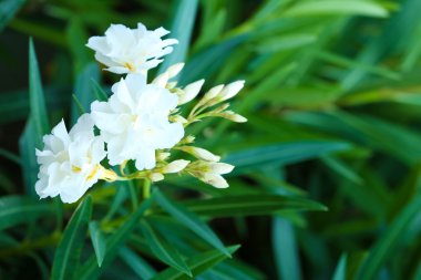 güzel beyaz çiçekler