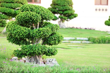 Güzel ağaç parkı
