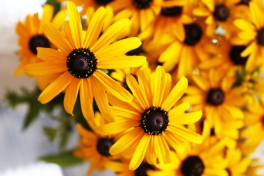 güzel rudbeckia çiçek