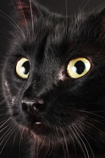 Black cat on black background — Stock Photo, Image