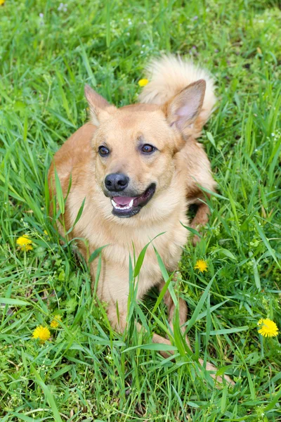 Engraçado cão bonito — Fotografia de Stock