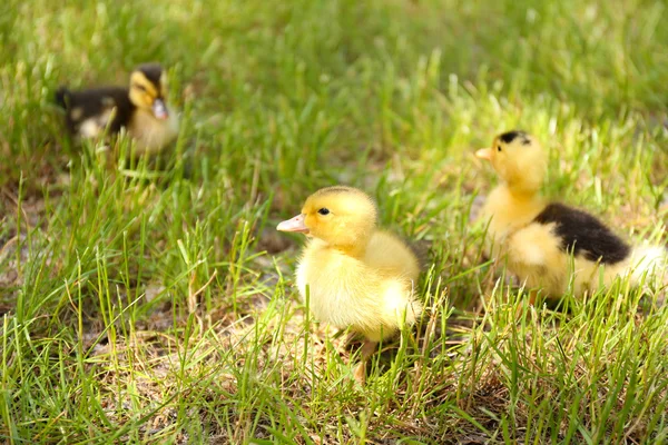 Niewiele cute kaczki — Zdjęcie stockowe