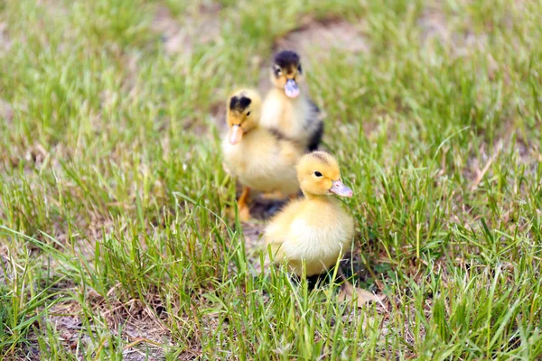 Niewiele cute kaczki — Zdjęcie stockowe