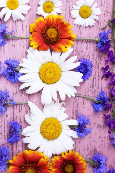 Beautiful wildflowers — Stock Photo, Image