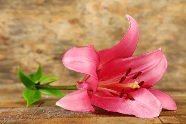 Hermosa flor de lirio —  Fotos de Stock