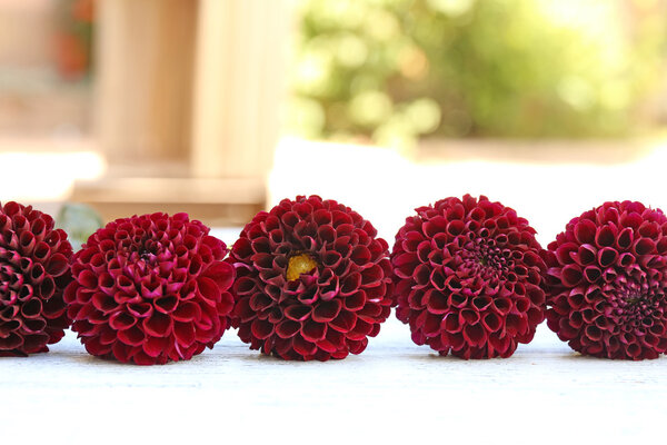 Dahlia flowers on table