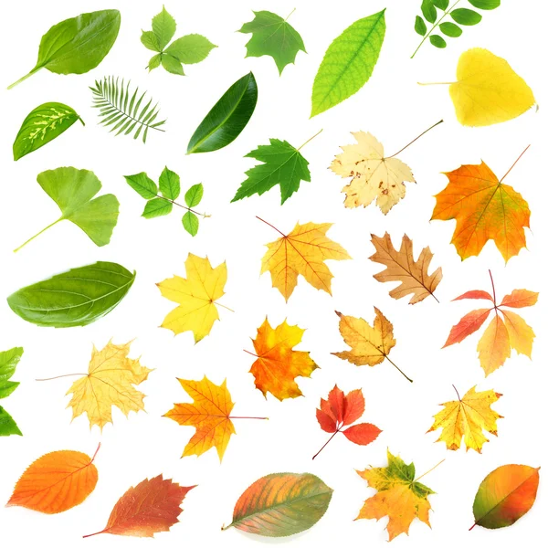 Collage of different leaves isolated on white — Stock Photo, Image