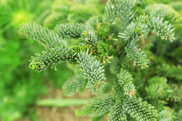 Struik in de tuin — Stockfoto