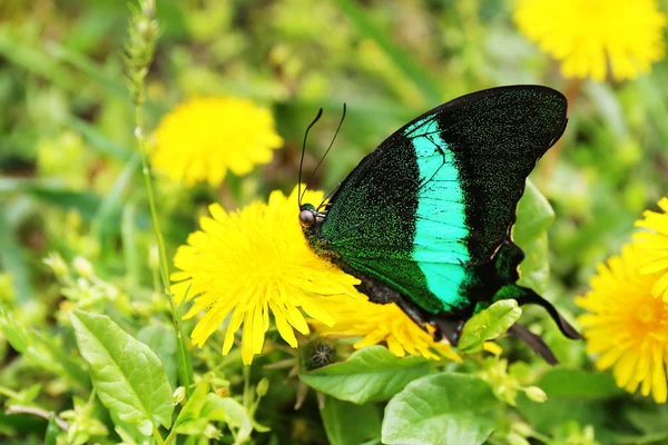Piękny motyl siedzi na kwiat mniszek na zewnątrz — Zdjęcie stockowe