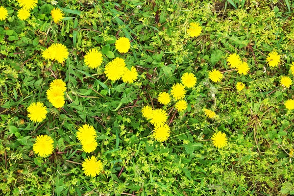 Karahindiba çiçekler, açık havada — Stok fotoğraf