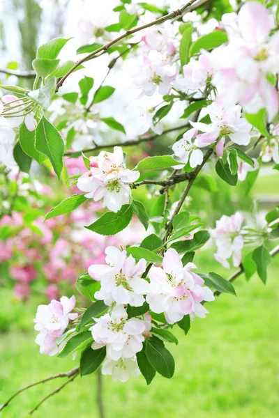 Beautiful spring blossom, outdoors — Stock Photo, Image