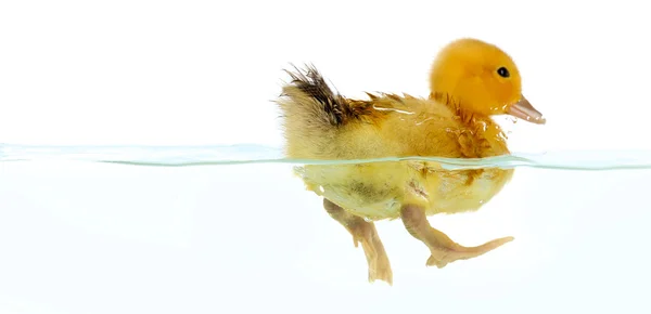 Floating little cute duckling isolated on white — Stock Photo, Image