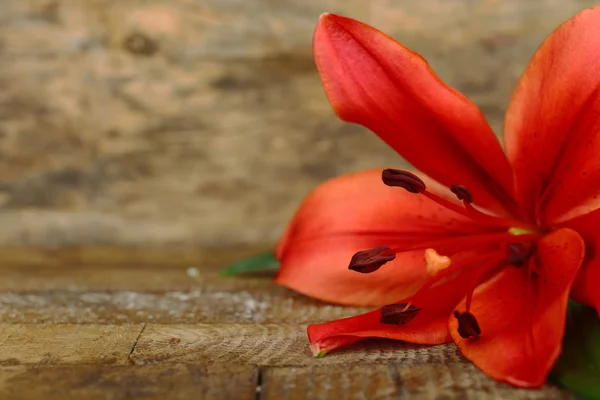 Krásná lily na dřevěné pozadí — Stock fotografie