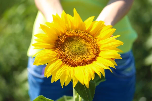 Mooie zonnebloem in vrouwelijke handen — Stockfoto