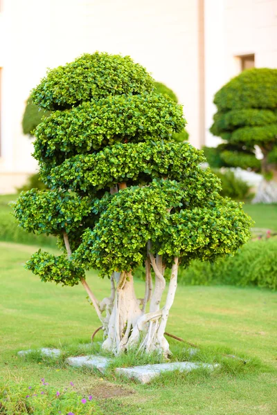 Beautiful tree in park — Stock Photo, Image