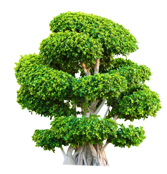 Zielone drzewo izolowane na białym — Zdjęcie stockowe