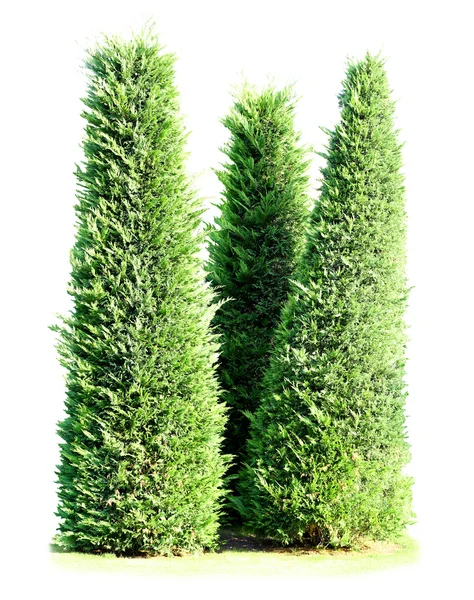 Zelené stromy izolovaných na bílém — Stock fotografie