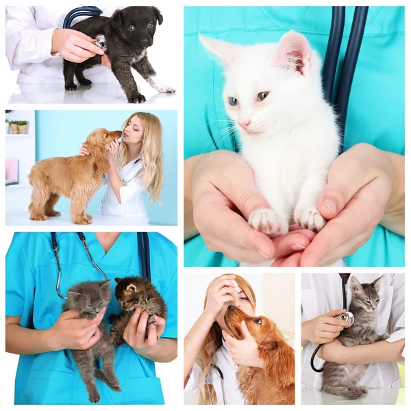 Collage van huisdieren bij dierenarts — Stockfoto