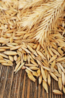 kulaklar ve tahıllar çavdar