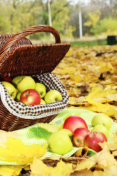 Keranjang apel matang segar — Stok Foto