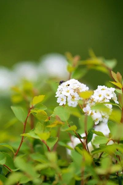 Grön växt, utomhus — Stockfoto