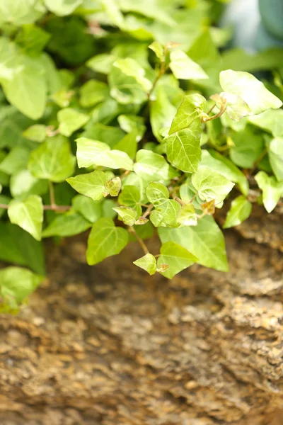 Grüner Efeu, aus nächster Nähe — Stockfoto