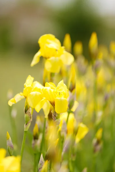 Hermosos iris, al aire libre — Foto de Stock