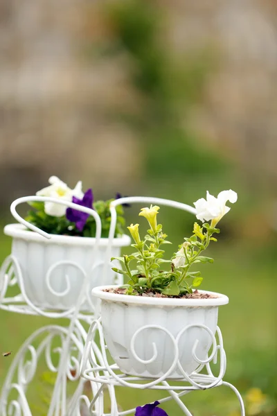 Fleurs dans des pots de fleurs décoratifs, en plein air — Photo