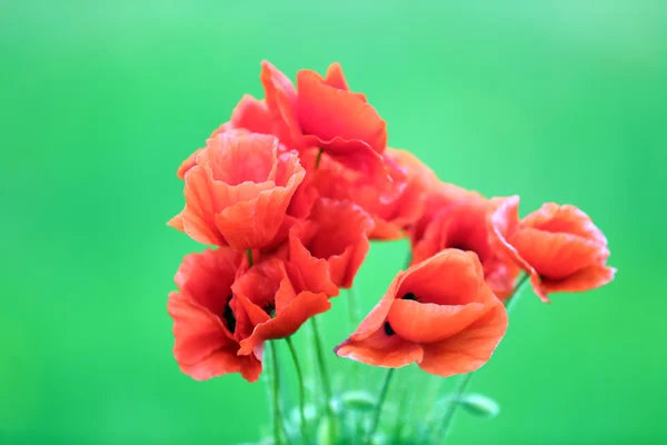 Kırmızı gelincik çiçekleri — Stok fotoğraf