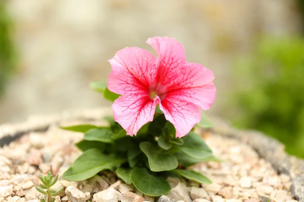 Flor de petunia rosa — Foto de Stock