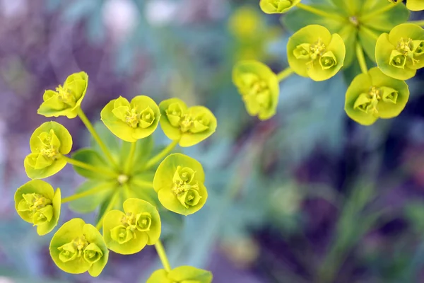 Prachtige wilde bloemen — Stockfoto