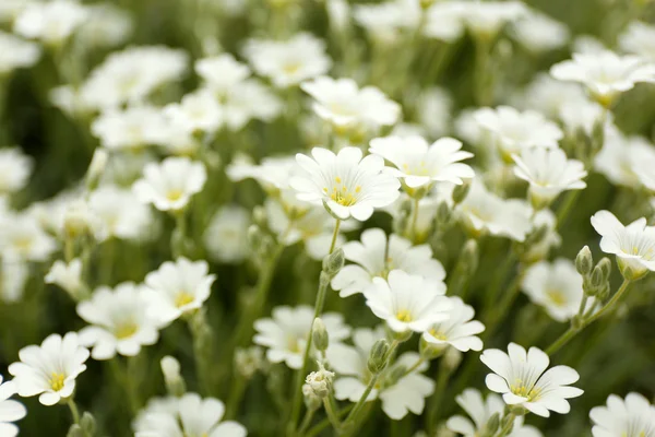 Beautiful spring flowers — Stock Photo, Image