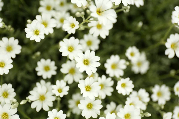 Piękne wiosenne kwiaty — Zdjęcie stockowe