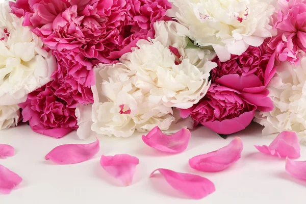 Beautiful pink peonies, isolated on white — Stock Photo, Image