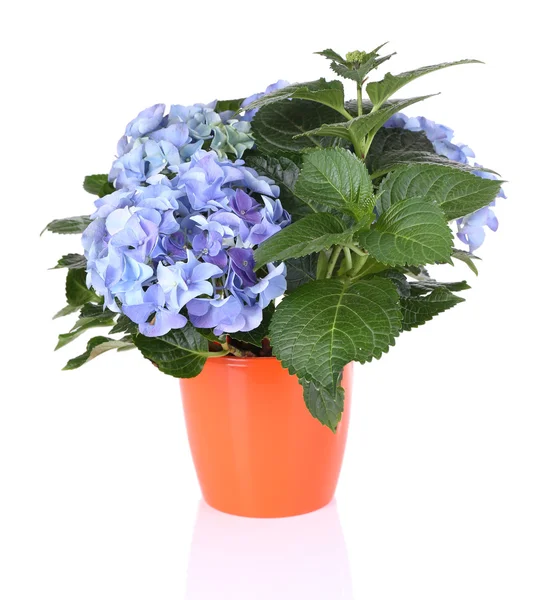 Bouquet of hydrangea in flowerpot — Stock Photo, Image