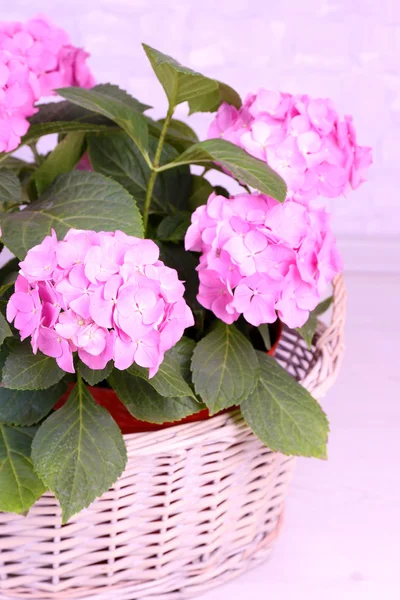 Hydrangea blooming plant — Stock Photo, Image