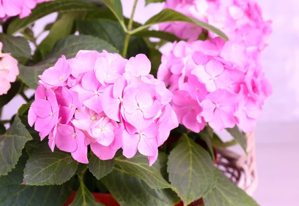 Hortensia planta floreciente — Foto de Stock