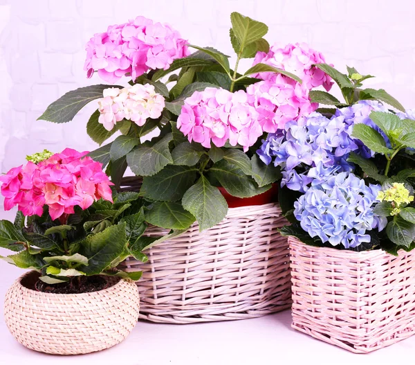 Hortensia in manden op kamer — Stockfoto