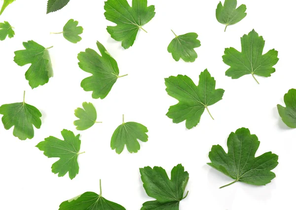 Зеленые листья на белых — стоковое фото