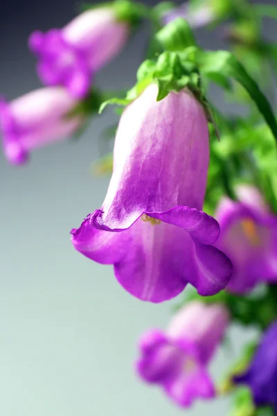 Beautiful wild flowers — Stock Photo, Image