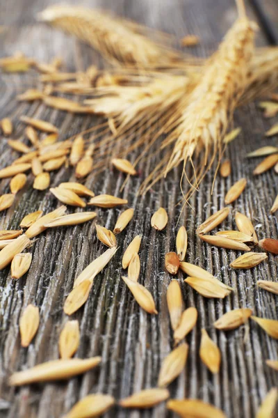 Rye grains and ears — Stock Photo, Image
