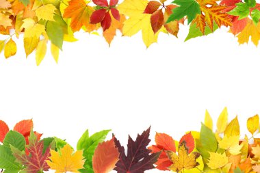 farklı yaprak çerçeve