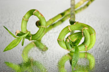 Güzel bambu dalları gri arka plan üzerinde