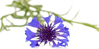 güzel peygamberçiçeği, üzerinde beyaz izole