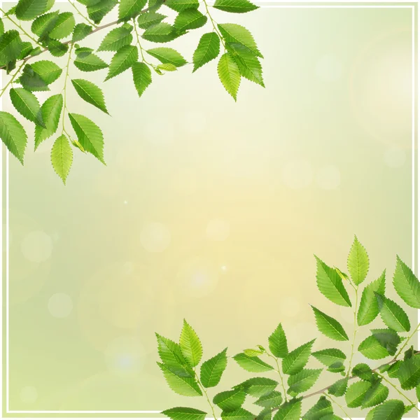Cornice di foglie verdi — Foto Stock
