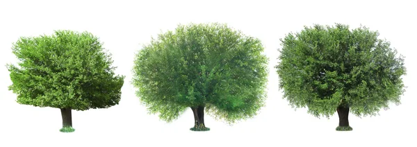 Κολάζ από καταπράσινα δέντρα που απομονώνονται σε λευκό — Φωτογραφία Αρχείου