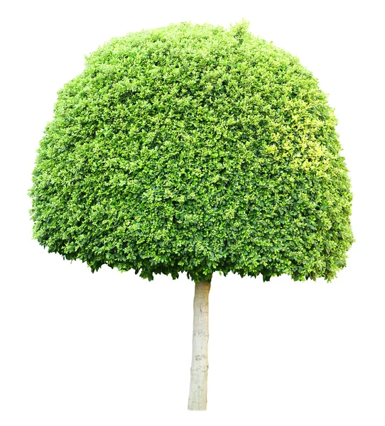 白底绿树 — 图库照片