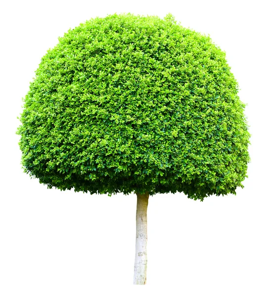 Grüner Baum auf weiß — Stockfoto